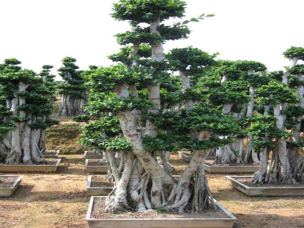 Factory Price For Ginseng - Ficus Microcarpa Forest Shape Big Ficus Bonsai Tree – Sunny Flower