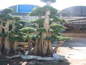 Ficus Microcarpa Forest Shape Big Ficus Bonsai Tree