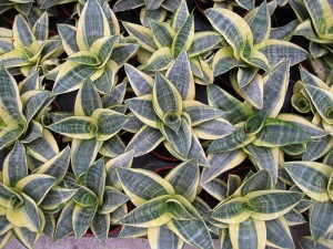 High Quality for Sansevieria Dwarf - Sansevieria Hahnii – Sunny Flower