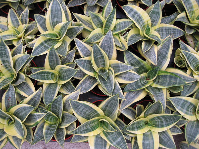 Lowest Price for Variegated Snake Plant - Sansevieria Hahnii – Sunny Flower
