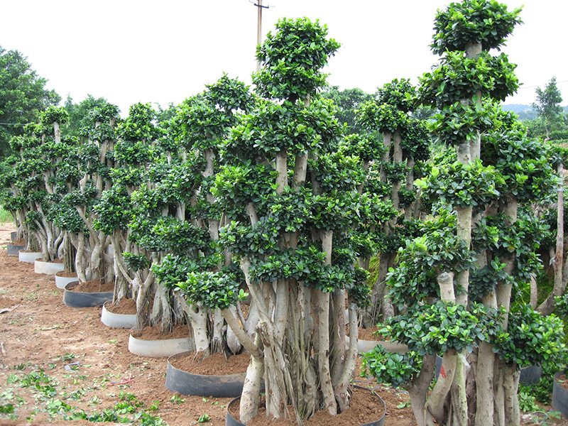 2021 wholesale price Evergreen Ficus Bonsai Tree - Foliage Plants Ficus Microcarpa Bonsai Forest Shape – Sunny Flower