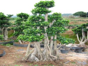 Ficus Microcarpa Forest Shape Big Ficus Bonsai Tree
