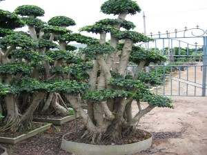 Factory wholesale Forest Shape Ficus - Foliage Plants Ficus Microcarpa Bonsai Forest Shape – Sunny Flower