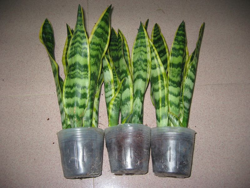 Potted Plan Sansevieria Laurentii For Home Decoration