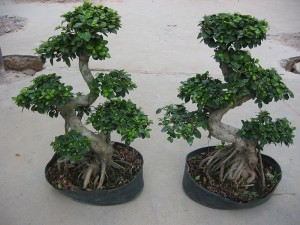 Grafted S Shaped Ficus Microcarpa Bonsai