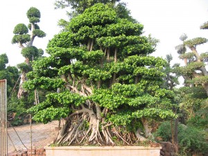 OEM/ODM Supplier High Quality Pachira - Ornamental Plants Microcarpa Ficus Root Shape – Sunny Flower