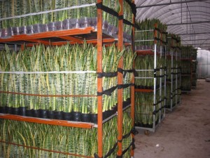 Laurentii Growing Well Green Plants Wholesale Bonsai Sansevieria Trifasciata