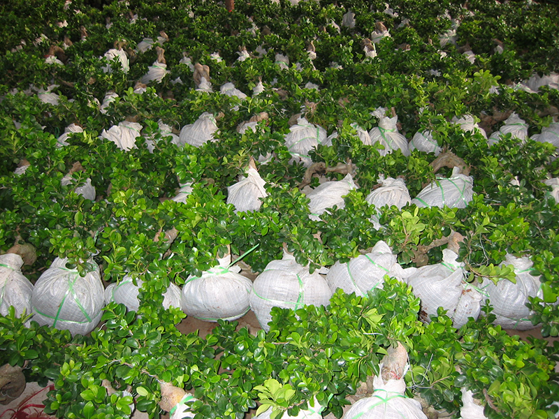 High Quality Ficus Rumphii Bonsai - Grafted S Shaped Ficus Microcarpa Bonsai – Sunny Flower