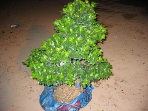 Living Plant S Shape Bonsai Ficus