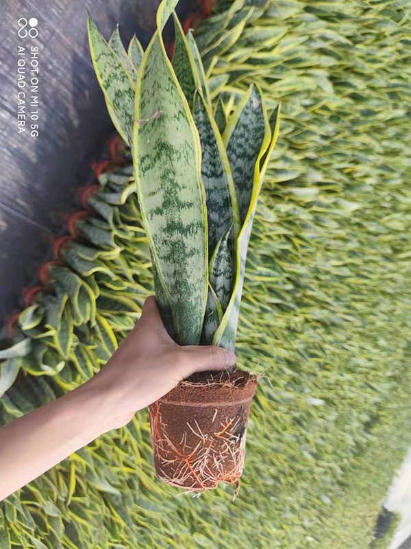 Potted Plan Sansevieria Laurantii For Home Decoration (4)