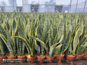 Potted Plan Sansevieria Laurentii For Home Decoration