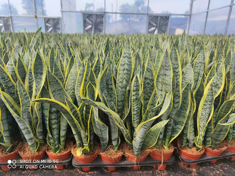 Factory source Variegated Sansevieria Plant - Potted Plan Sansevieria Laurantii For Home Decoration – Sunny Flower