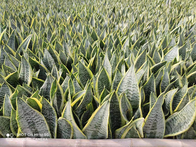 Fast delivery Cylindrica 6pp Straight - Sansevieria Superba – Sunny Flower