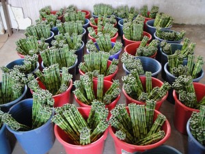 Factory For Twisted Lucky Bamboo Plant - Straight Lucky Bamboo Dracaena Sanderiana Straight – Sunny Flower