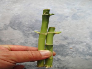 Straight Lucky Bamboo Dracaena Sanderiana Straight