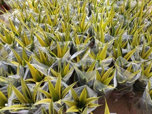 Wholesale Price Laurentii Green Color - Sansevieria Golden Flame Plant For Cleaning The Air – Sunny Flower