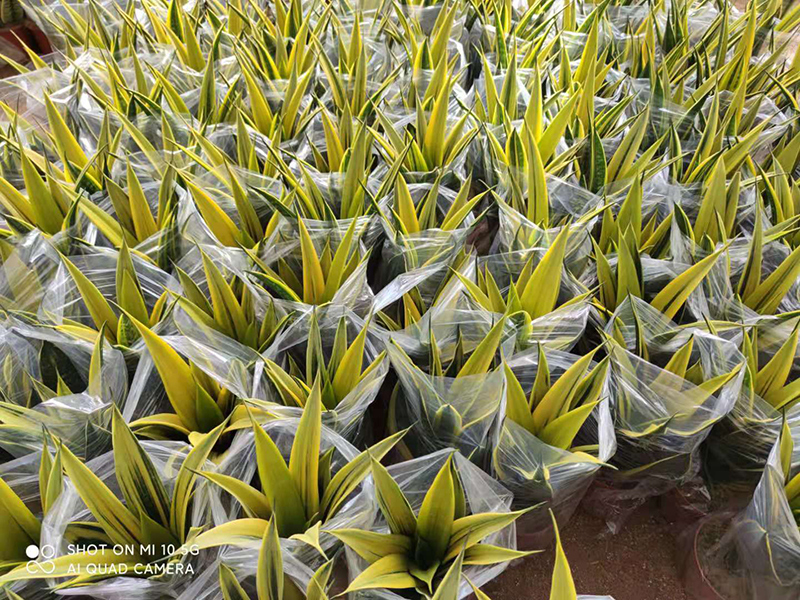 Manufacturing Companies for Tropical Sansevieria - Sansevieria Golden Flame Plant For Cleaning The Air – Sunny Flower