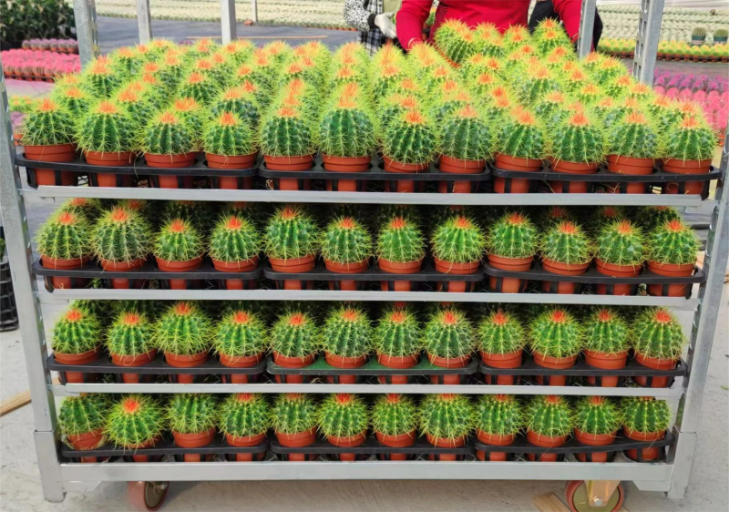 2021 wholesale price Succulent Plant - Coloured Echinocactus Grusonii Hildm Colorful Golden Barrel Cactus – Sunny Flower