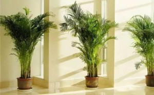 Natural Chrysalidocarpus Lutescens Palm Trees
