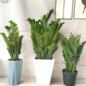 Zamioculcas Zamiifolia: The Perfect Indoor Plant Friend