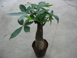 Popular Design for Money Tree Plant Chinese - Pachira Macrocarpa Money Tree Single Trunk – Sunny Flower